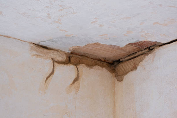 Best Water damage contractors near me  in Frankenmuth, MI